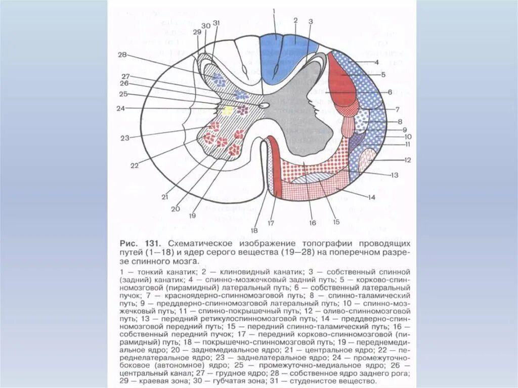 Центральное ядро спинного мозга. Топография проводящих путей спинного мозга схема. Схема проводящих путей белого вещества спинного мозга. Строение серого вещества спинного мозга анатомия. Ядра серого вещества спинного мозга.