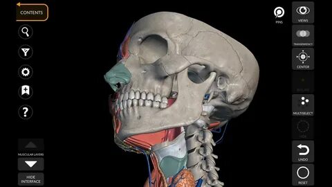 Anatomy learning 3d атлас