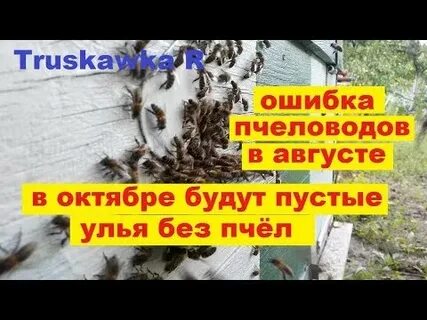 Пчелы в октябре