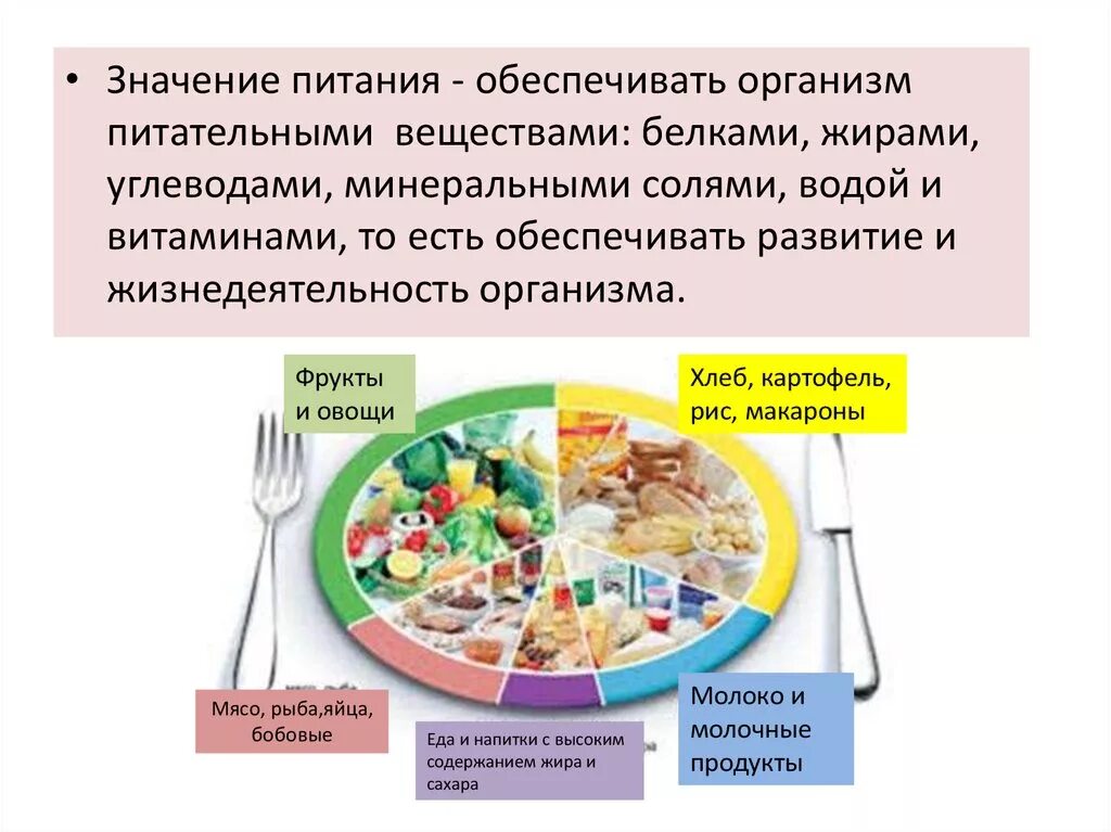 Составляющие части пищи. Важность питания для человека. Роль пищи для организма человека. Важность пищи для человека. Значение питания для жизнедеятельности организма.