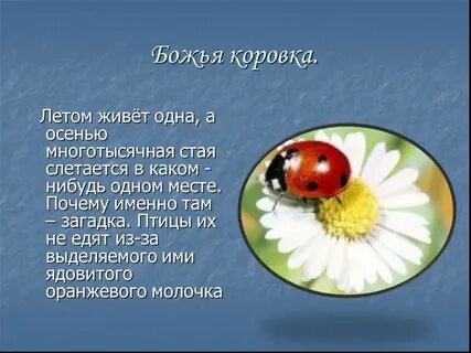 Божья коровка 2 класс