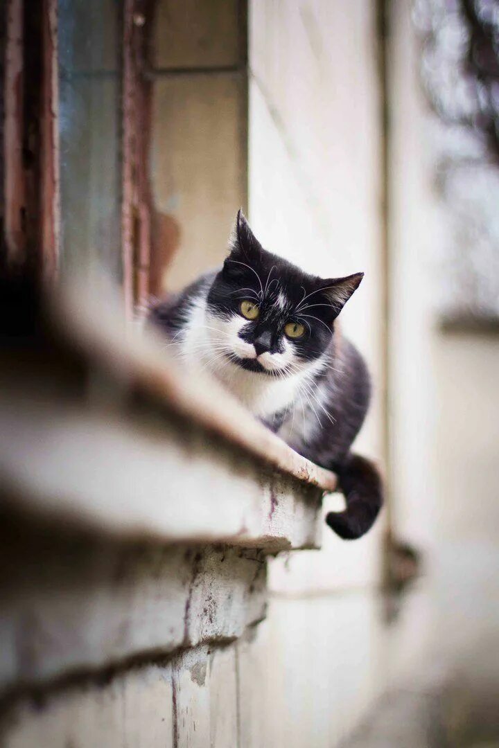Кот на улице фото. Кот на улице. Уличные коты. Французский котик. Кот на улице фото.