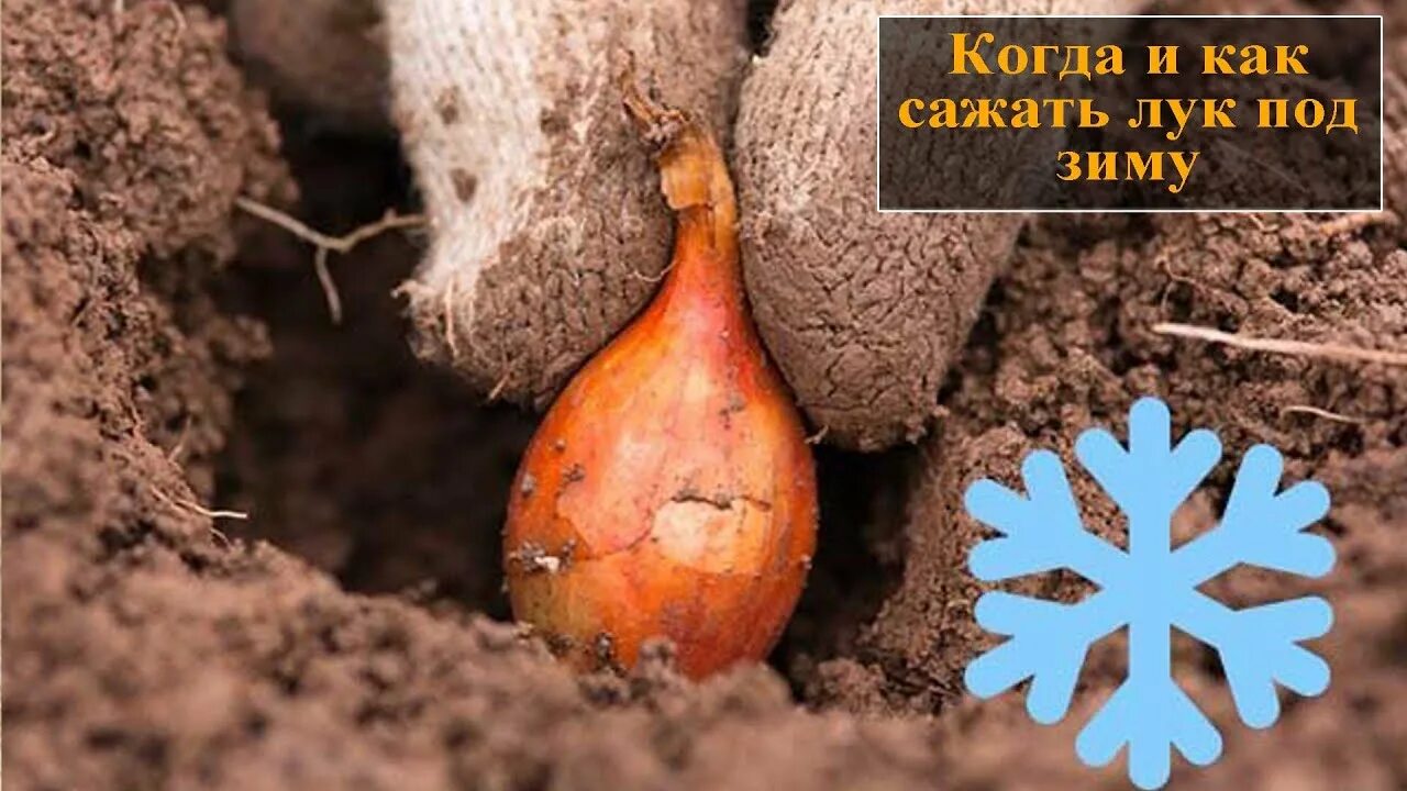 Когда сажать лук осенью 2025. Посадка луковиц. сажаем лук. лук на посадку.