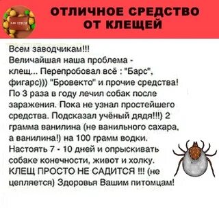 Энцефалитный клещ кошки