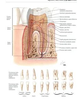 Атлас Неттера - Область рта - Анатомия человека Физиология человека