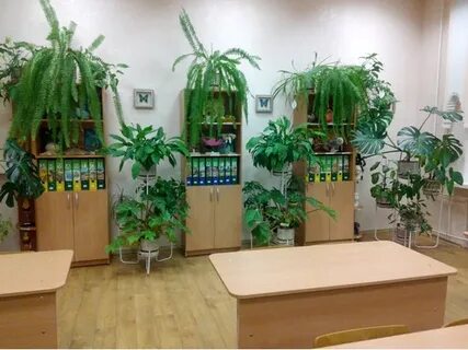 Растения в школе