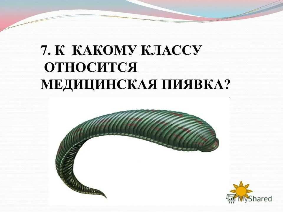 кольчатые черви пиявки строение. пиявки кольчатые черви. тип кольчатые черви пиявки. кольчатые черви пиявки строение. пиявки кольчатые черви.