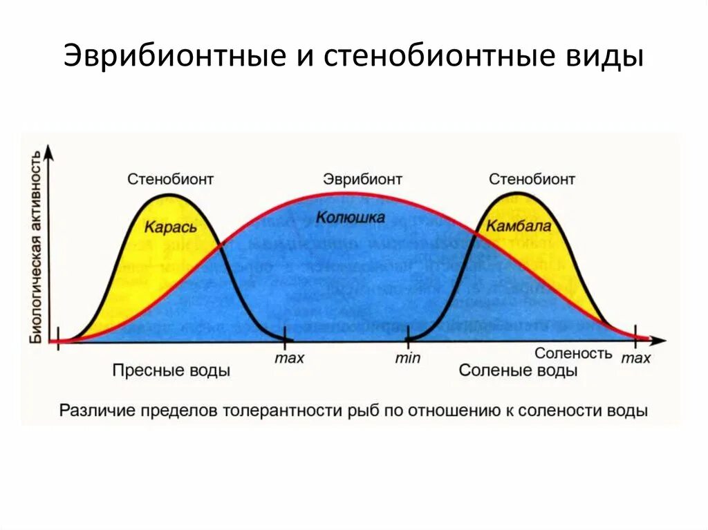 Диапазон выносливости это. Эврибионтные и стенобионтные виды. Стенобионтность и эврибионтность типы. Эврибионтные и стенобионтные организмы. Эврибионтные и стенобионтные виды схема.