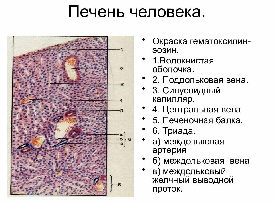 Форма клетки печени. Печень гистология препарат. Печень свиньи и печень человека гистология препарат. Печень человека гистология препарат рисунок. Печень человека гематоксилин эозин.