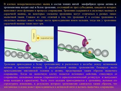 Отсоединение головки миозина от актиновой нити вызывается
