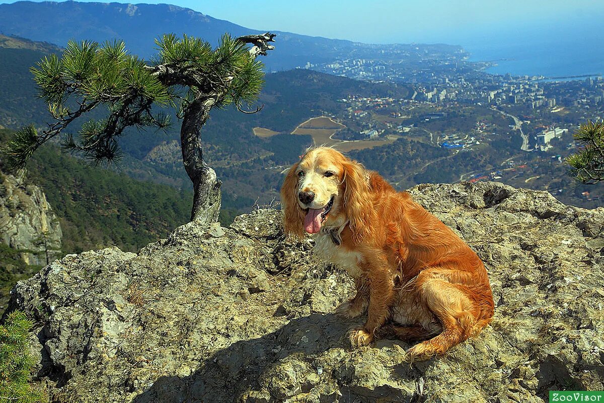 Море и черный лабрадор. Природа крыма животные. Алушта зоопарк. Котик на море. Зоопарк сказка ялта.