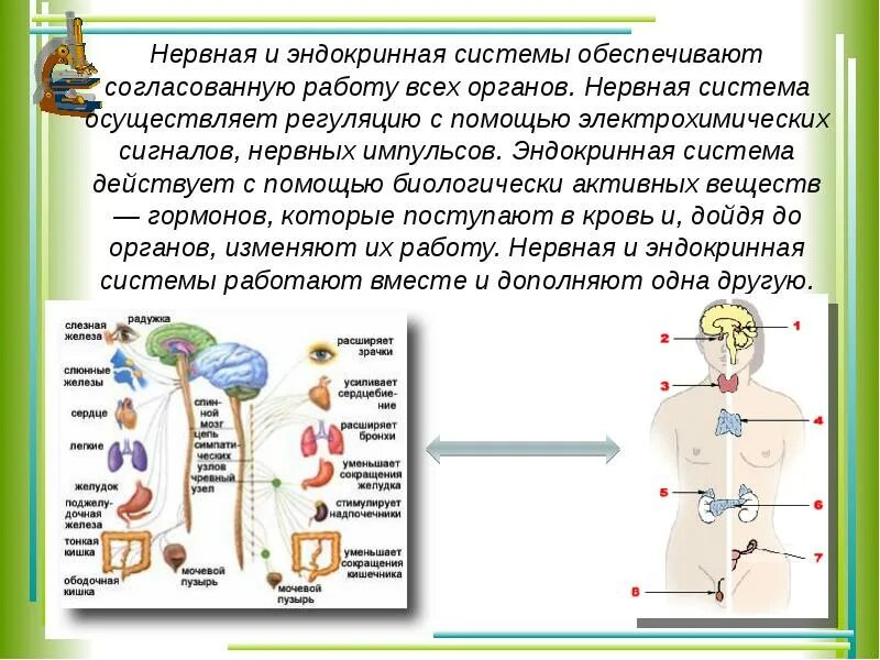 Системы регулирующие деятельность всего организма. Биология 8 класс система органов эндокринной системы. конспект по биологии 8 класс тема общий обзор организма человека. общий обзор организма биология 8 класс. нервная и эндокринная система измененные функции.