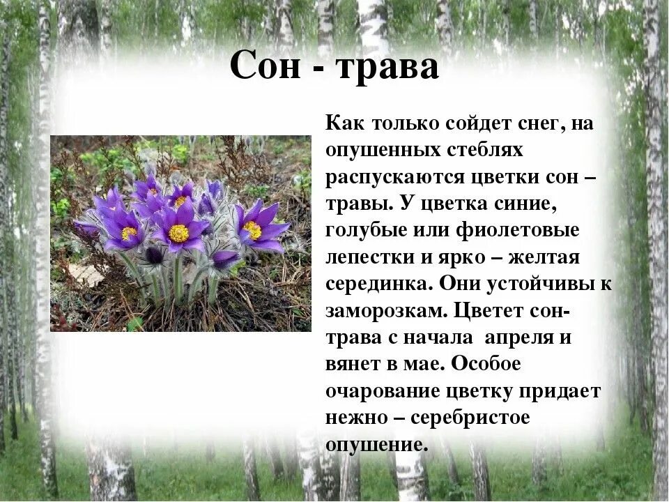 Про сон травы. Сон трава описание.