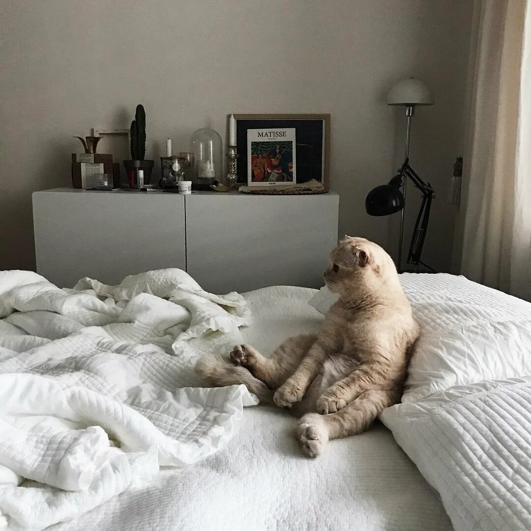 Когда по утрам кот бегает по кроватям. Котик проснулся. коты просыпаются. котик в кровати. котикикотик проснулся.