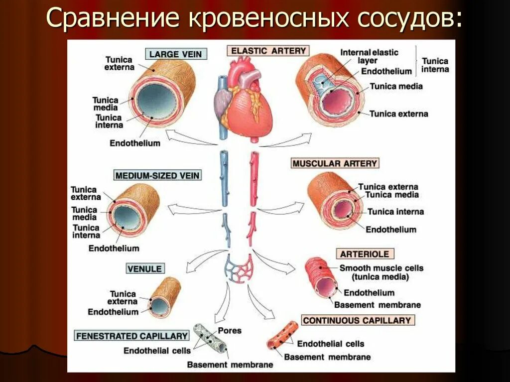 Таблица сосудов человека. Типы кровеносных сосудов. Сравнение кровеносных сосудов. Сосуды таблица. Характеристика сосудов.