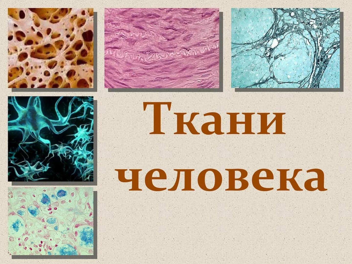 Названия тканей человека. Ткани человека 8 класс биология. Ткани животных. Животные ткани. Ткани человека рисунки.