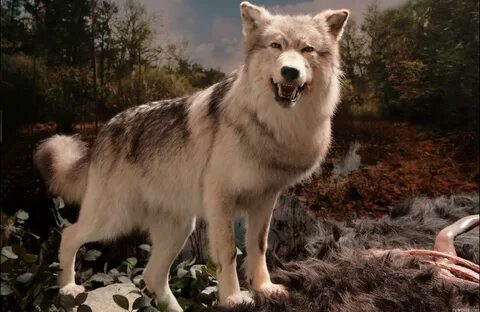 Wolf other
