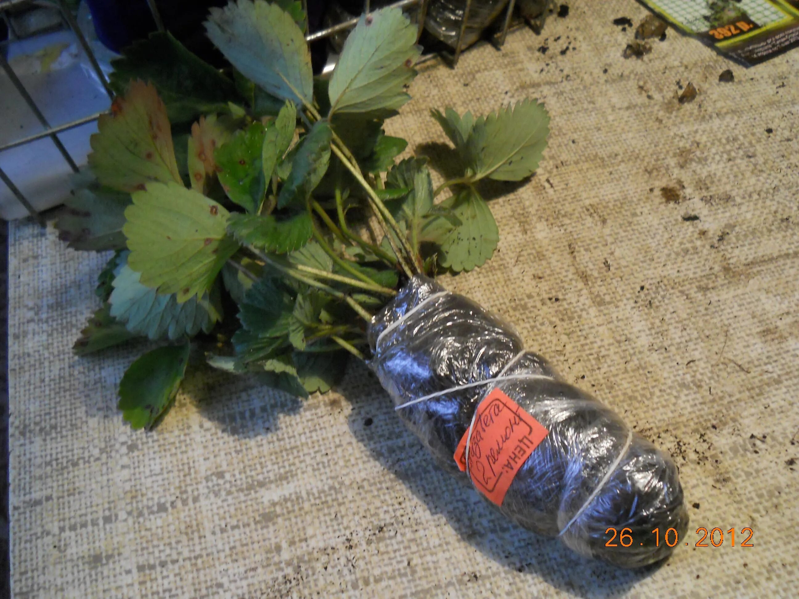 интернет магазин семян цветов. черенки цветы почтой. упаковка саженцев. питомник виноградных саженцев. саженцы почтой наложенным платежом без предоплаты.