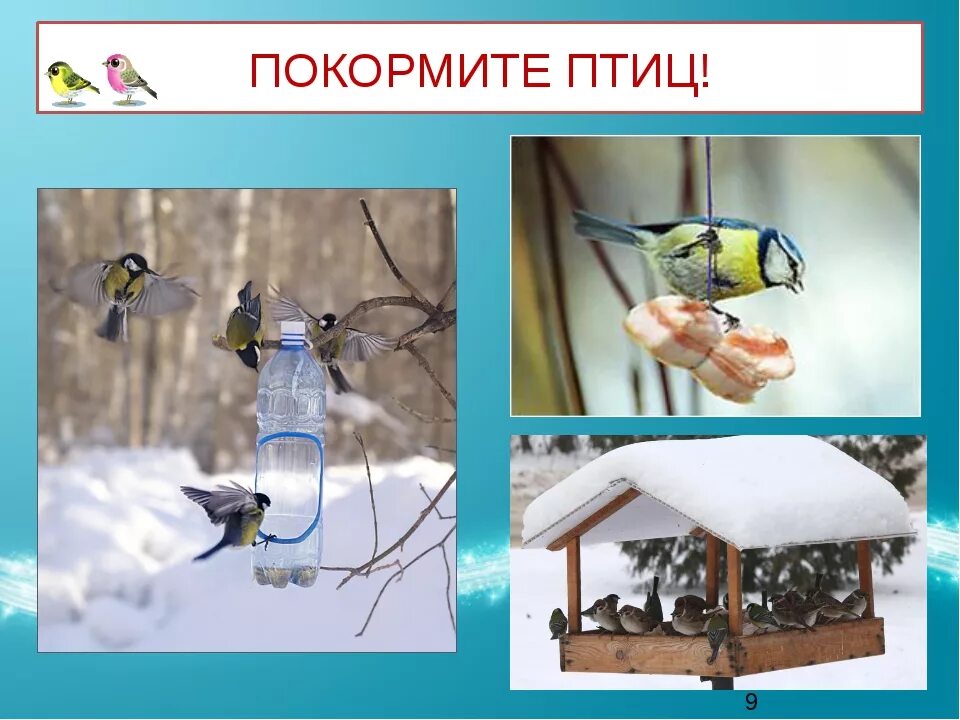 "Зимующие птицы" - Дошкольное образование - Презентации - Дошкольникам