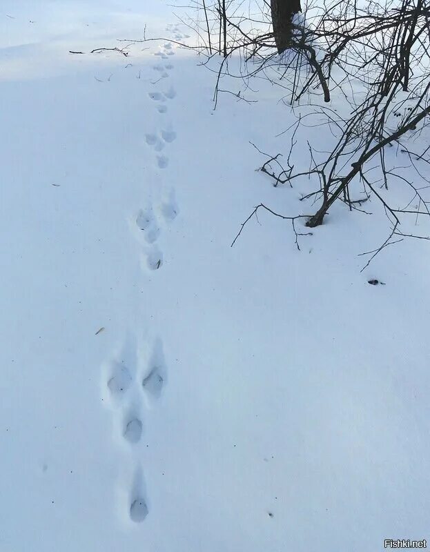 Следы зайца на снегу. Следы зайца. Следы зайца зимой. Следы зайца зимой на снегу.