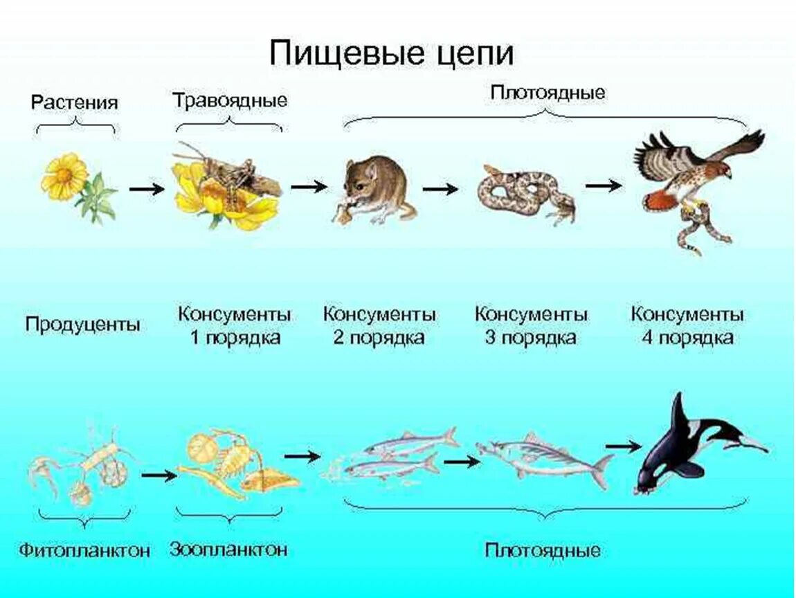 Пищевая цепочка в природе 5 класс биология. Пищевые Цепочки 5 класс биология. 2 Цепочки питания животных. Цепь питания консументы редуценты. 5 Класс цепи питания биология редуценты.