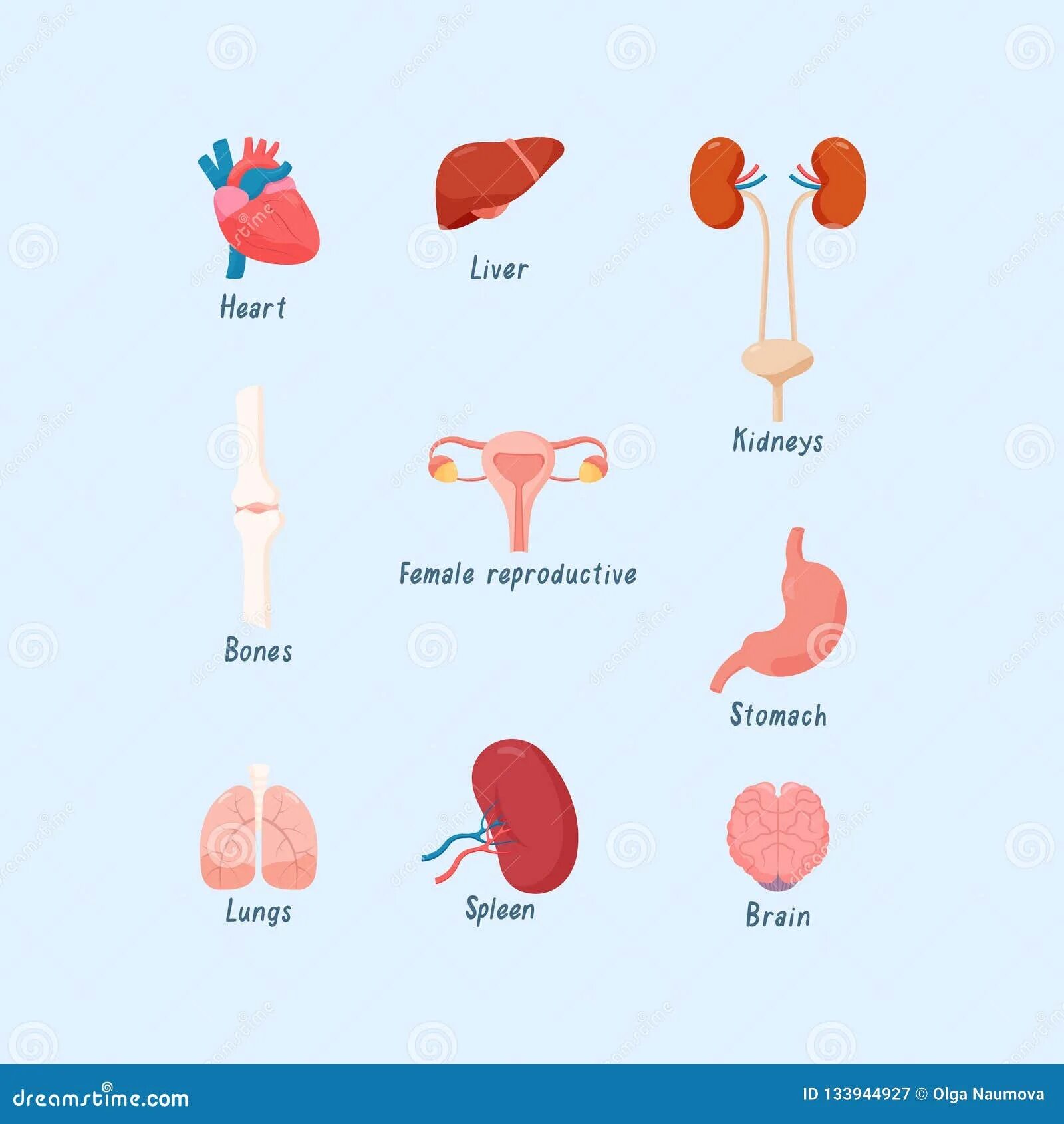 Почка печень сердце. Почки печень сердце легкие. • Сердце • мозг • легкие • почка • печень.