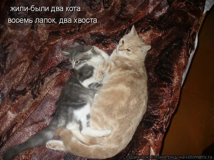 кошачий возраст по человеческим меркам 7 лет таблица. возраст кошки по человеческим меркам 9 месяцев. жили были два кота восемь лапок два хвоста стих. коту было 8. восемь лапок, два хвоста.