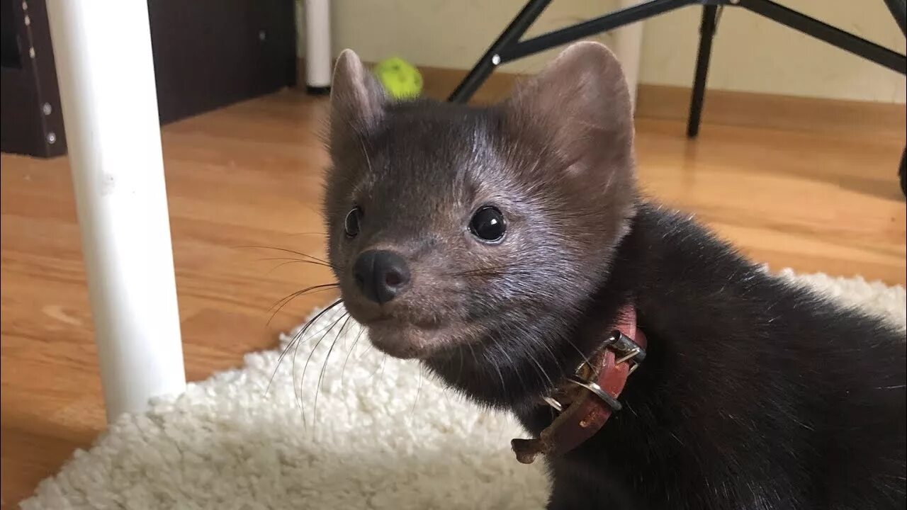 Соболь ролики. Соболь оппозиционерка. Соболь ручной. Соболь ролики. Соболь ролики.