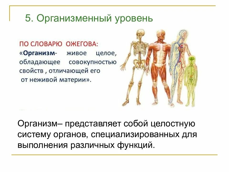 Организменный уровень. Организменный уровень организации. Уровни организации живого организменный уровень. Организменный уровень жизни. Уровень организации тела