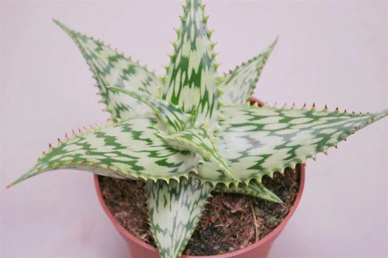 Алоэ Сомаленсис. Алоэ Сомаленсис: алоэ Сомаленсис (Aloe somaliensis). Алоэ Вариегата красное.