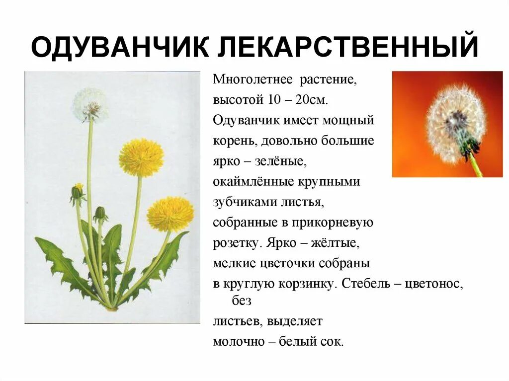 От чего помогают цветки одуванчика. Семейство Астровые. Одуванчик лекарственный. Одуванчик лекарственный описание растения. Одуванчик лекарственный стебель.