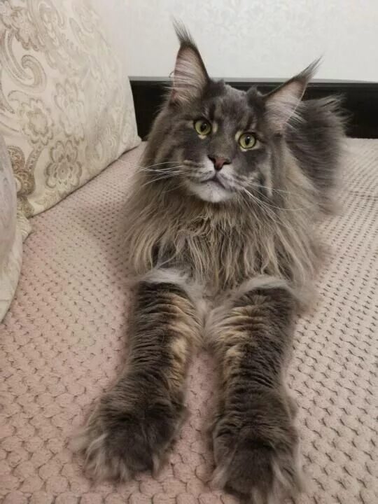 Pin on CATS
