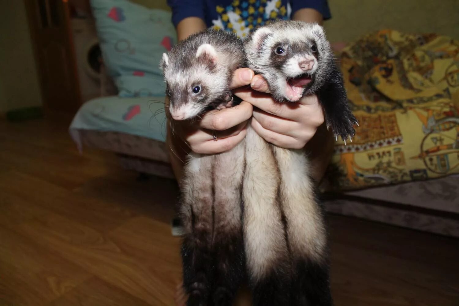 хорек ставропольский край. хорек на руках. хорек в добрые руки. хорек самец. самка хорька.