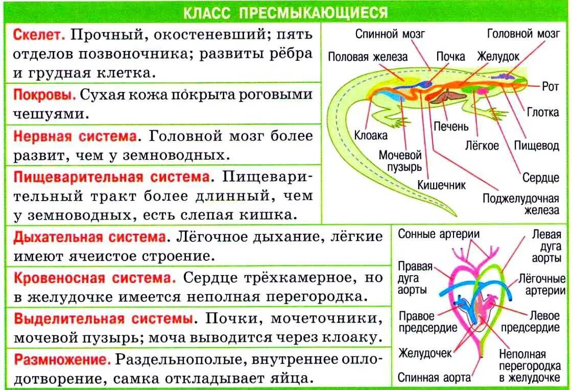 Особенности внешнего строения пресмыкающихся таблица. Внутреннее строение рептилий таблица. Система органов пресмыкающихся таблица 7 класс биология. Система органов пресмыкающихся таблица 7 класс. Строение систем органов рептилий.