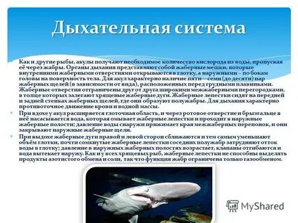 Хрящевые дыхание