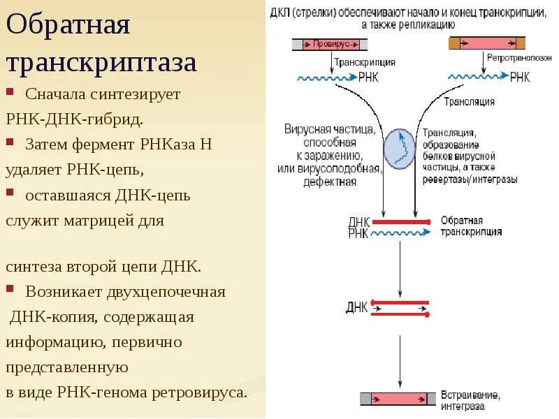 Обеспечивает синтез рнк противодействует тургору. РНКАЗА фермент. ДНКАЗА И РНКАЗА. РНКАЗА функции. Матричная РНК двухцепочечная ?.