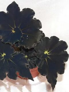 Бегония black
