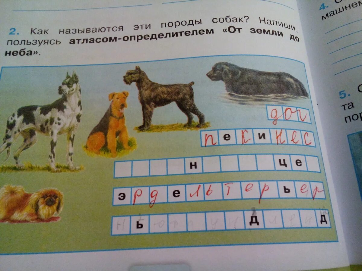 Окружающий мир 2 класс породы. Атлас определитель породы собак 2 класс Плешаков. Атлас-определитель от земли до неба 2 класс породы собак. Крупные породы собак атлас определитель. Атлас от земли до неба 2 класс породы собак.