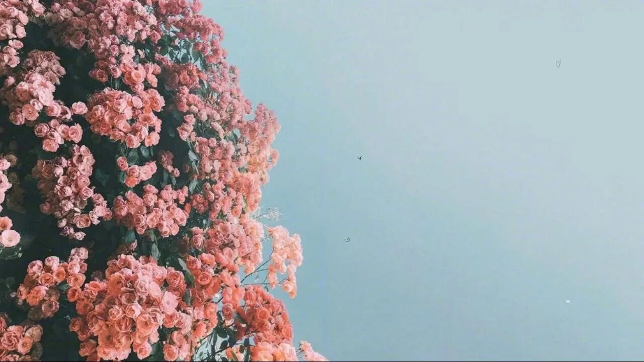 Current joys blondie. Current joys blondie. Nick rattigan. Current joys blondie. Current joys blondie.