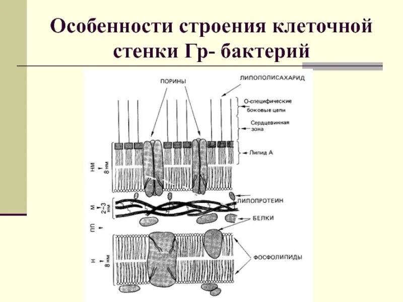 Клеточная стенка грамположительных бактерий. Функции клеточной стенки грамположительных бактерий. Строение клетки стенки бактерий. Строение клеточной стенки гр бактерий. Имеет эластичную клеточную стенку