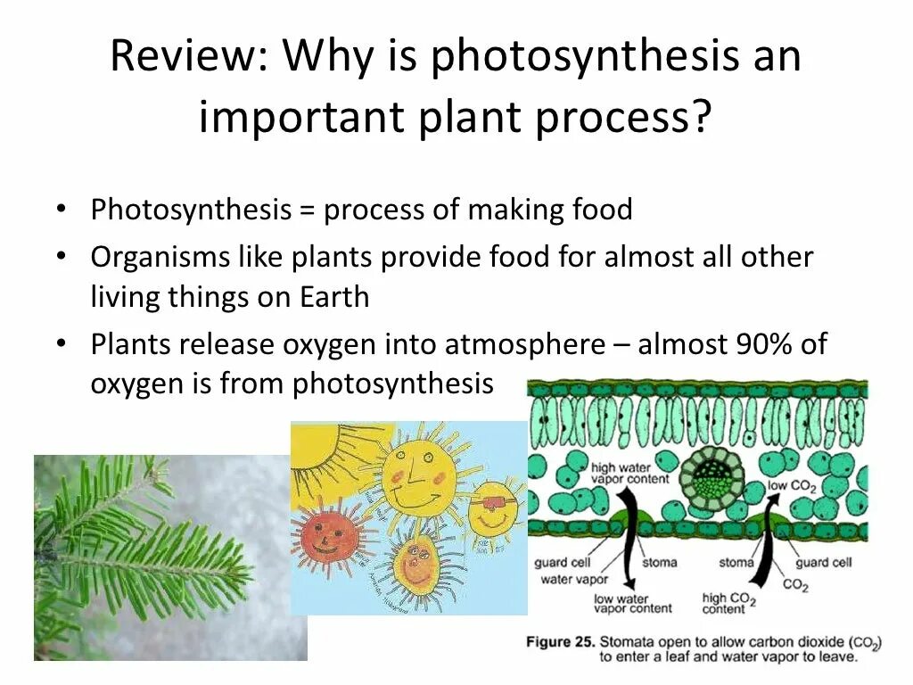 The process of Plant respiration. The importance of Plants. Why are Plants Green. What is a processing Plant. Provided plants