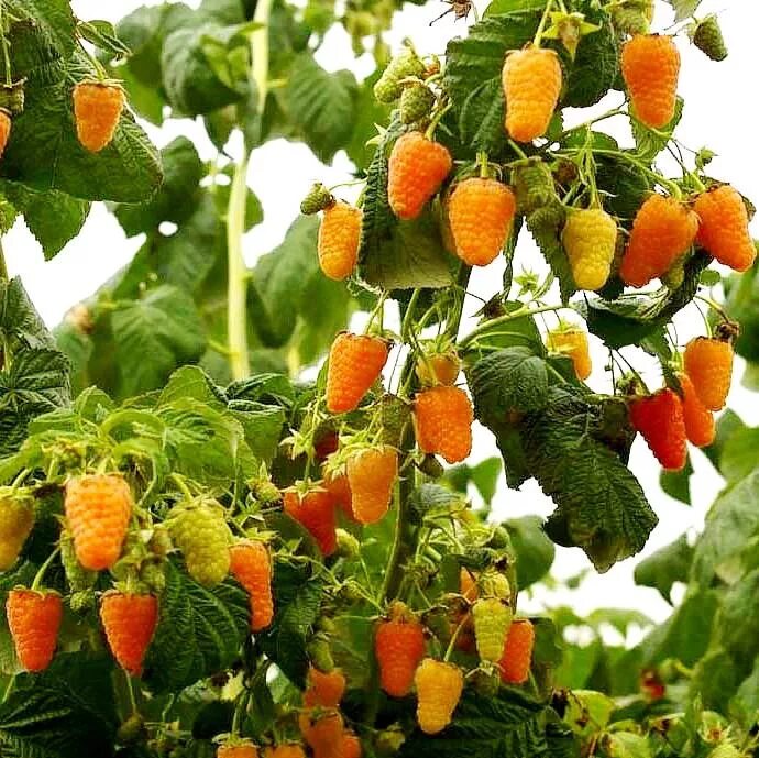 Малина ремонтантные сорта оранжевое чудо. Малина ремонтантная оранжевое чудо. Малина ремонтантная оранжевое чудо. Сорт малины оранжевое чудо. Чудо малина.