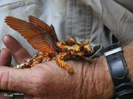 Существуют ли драконы в жизни