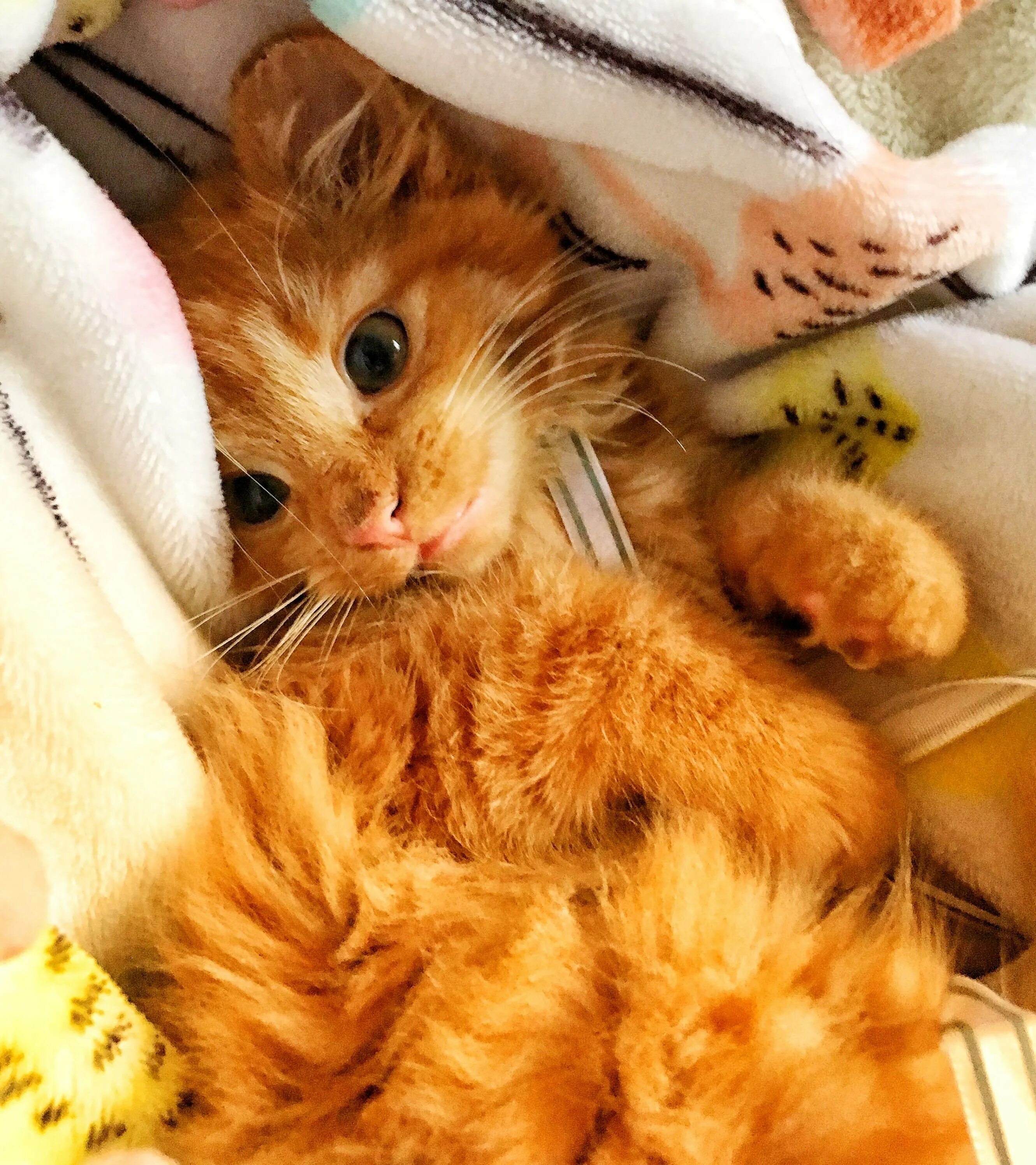 Милые картинки котиков с котиками. Рыжий котёнок. Милые рыжие котята. Милый рыжий кот. Картинки рыжих котят.