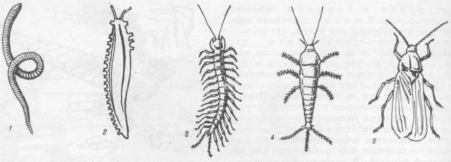 Членистоногие черви. Многоклеточные моллюски. Древние членистоногие трилобиты. Хордовые многоклеточные животные. Членистоногие черви.