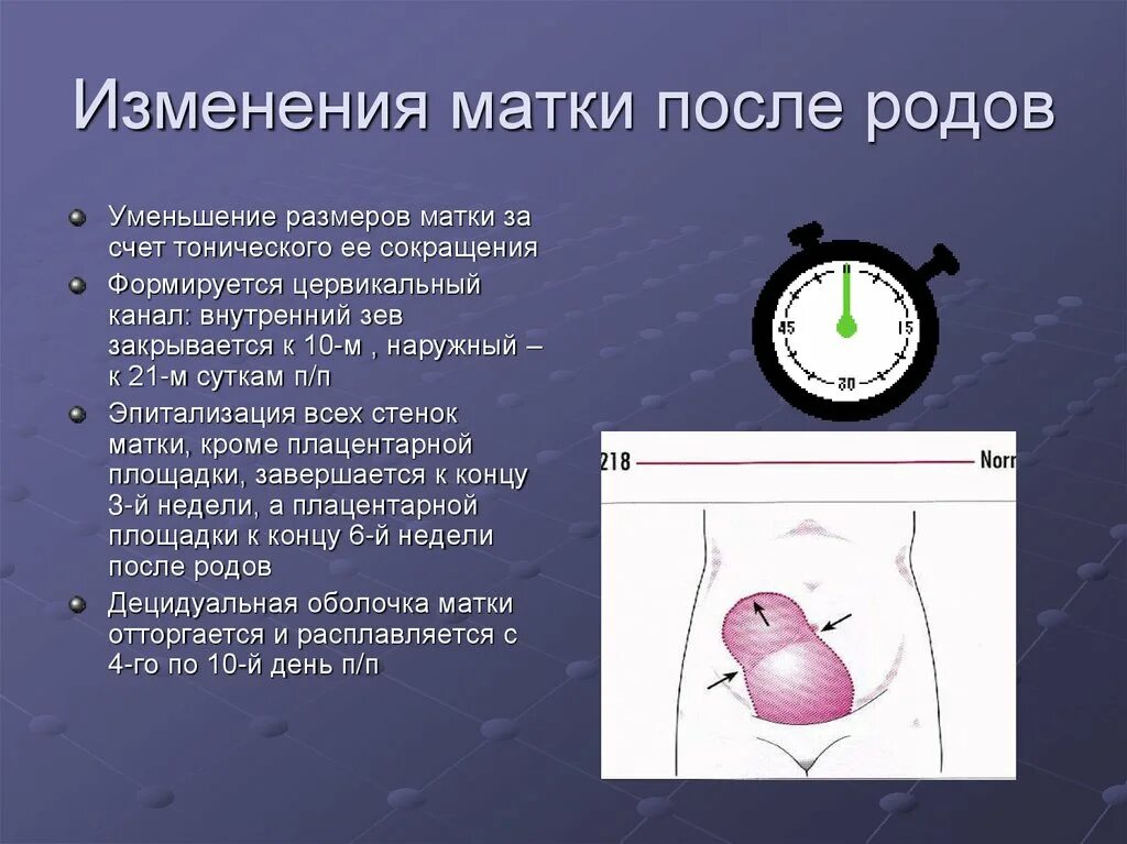 Плохо сокращается матка после родов. Сокращение матки после родов. Сокращение шейки матки после родов. Изменение матки после родов.