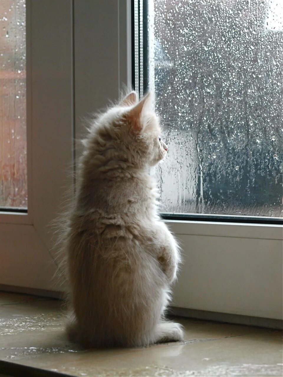 Что можно делать холодно. Котенок ждет у окна. Кот на окне. Кот скучает. Ждет у окна.