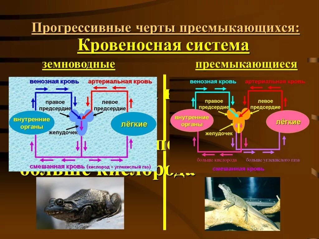 Прогрессивные признаки рептилий. Прогрессивные черты организации рептилий. Черты пресмыкающихся. Рептилии прогрессивные черты строения.