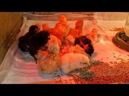Инкубатор цыплята видео