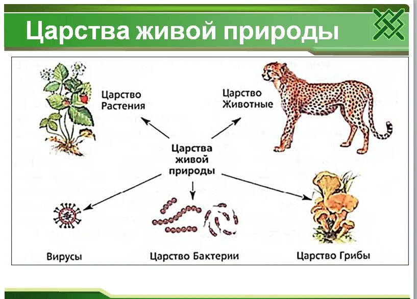 Животные урок 5 класс. Царство живой природы 5 класс биология. Царство живой природы биология 6 кл. Царства живой природы 6 класс биология. Царства живых организмов 5 класс биология.